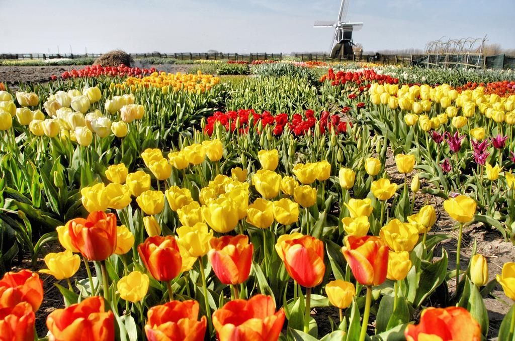 Buitenplaats Witte Raaf Aan Zee Нордвейк-ан-Зее Экстерьер фото